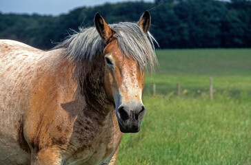 Obraz premium Cheval Ardennais, cheval de trait