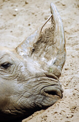 Obraz premium Rhinoceros blanc, Cerathotherium simum, Afrique