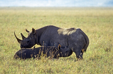 Obraz premium Rhinocéros noir, diceros bicornis, Femelle, jeune, Parc national du N.Gorongoro crater, Tanzanie