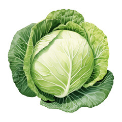 Obraz premium cabbage watercolor clipart isolate on transparent background
