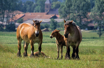 Cheval Ardennais, cheval de trait