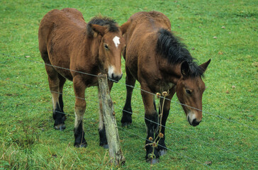 Fototapeta premium Cheval Ardennais, cheval de trait