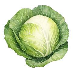 Obraz premium cabbage watercolor clipart isolate on transparent background