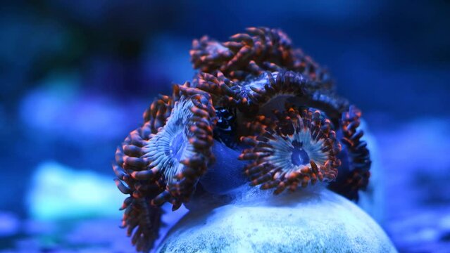 luminescent zoanthus colony grow on frag plug in blue LED low light, soft coral polyp move head, nano reef marine live rock aquarium, popular pet in professional mariculture aquafarm, shallow dof