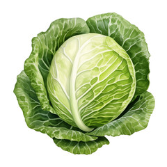 Obraz premium cabbage watercolor clipart isolate on transparent background