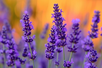 Obraz premium Serene Lavender field near house. Nature france sky. Generate Ai