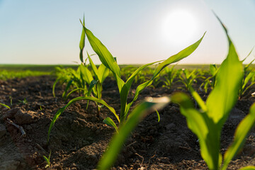 Small sprouts of corn grow in an industrial field. Small corn plants with blurred background