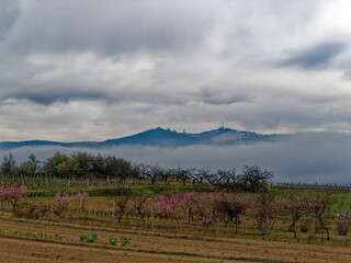 View of Pilat mountains on a cloudy and foggy day, "Cret de l'Oeillon" peak in the distance, orchard in the foreground, Loire, France