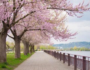 포근한 봄 벚꽃이 피어있는 산책로 - obrazy, fototapety, plakaty