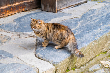 Street Cat, close portrait, wildlife animals