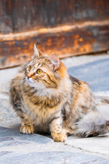 Street Cat, close portrait, wildlife animals