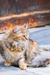 Street Cat, close portrait, wildlife animals