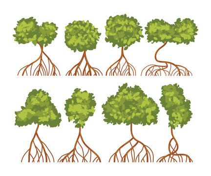 Set of mangrove tree collection with roots and green leaves,  isolated on white background, Mangrove Plant Tree for Garden Park Conservation, vector illustration.