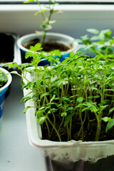 seedlings in a pot
