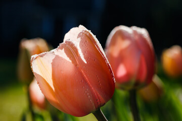 Pink tulips in sunlight with raindrops in spring garden