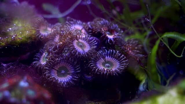 palythoa zoanthus soft coral colony, polyp move head in flow, absorb dissolved organic matter, caulerpa green algae, animal pet for beginner aquarist, nano reef marine aquarium, LED actinic low light