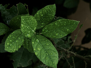 Raindrops on an orange leaf. Raindrops on a green leaf.