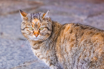 Street Cat, close portrait, wildlife animals