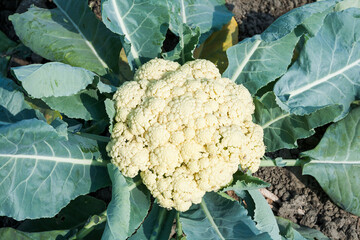 Close-up of cauliflower with green leaves in the field.