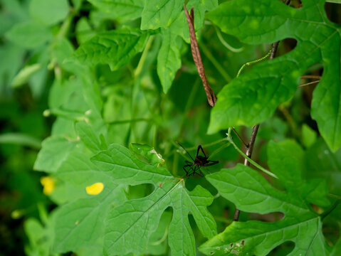Leptoglossus gonagra Fabricius or asasin bug between leaves