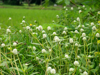 Fototapeta premium daisy flowers by the river. daisy flowers between rivers asia indonesia. daisy flowers by the rice field.