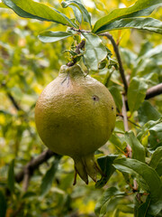 close-up photo of guava fruit in the yard.