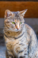 Street Cat, close portrait, wildlife animals