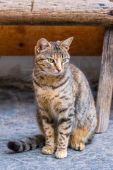 Naklejka na ściany i meble Street Cat, close portrait, wildlife animals