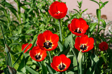 Red tulips in sunlight in the spring garden.