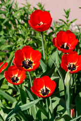 Red tulips in sunlight in the spring garden.