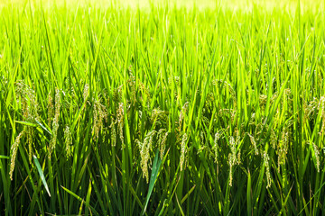 Obraz premium Rice crops are soon to be harvested in the paddy fields of Taiwan.