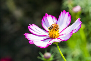 Obraz premium Focus on the bee collecting nectar in the cosmos flowers.