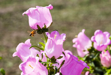 Close-up of bee collecting nectar in the campanula medium. common name Canterbury Bells, also known...