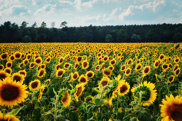 Sonnenblumenfeld - Sunflower - Field - Ecology - Environment - Agriculture - Sunset - High quality...