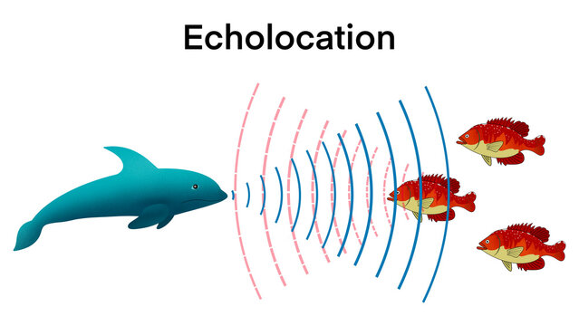 illustration of biology, echolocation in dolphin, Dolphins hunt their prey by making high pitched sounds and listening for echoes,Bio sonar sound detect object locate measure prey wave reflect 