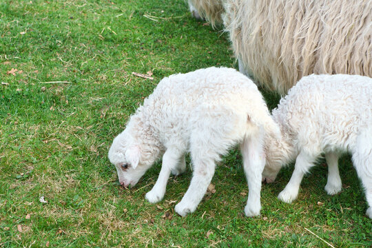Easter lambs on a green meadow. White wool on a farm animal on a farm. Animal photo
