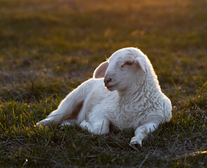 Obraz premium Golden sunlight backlighting a white lamb