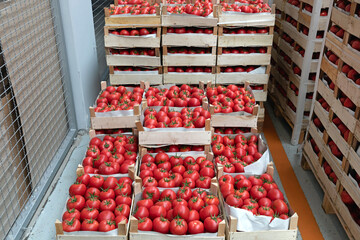 Crates of Red Tomatoes in Warehouse Storage