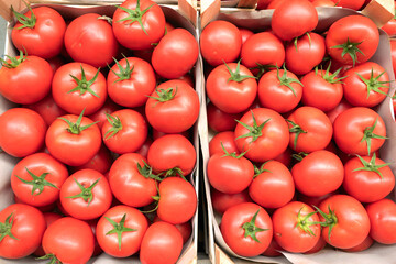Fresh Ripe Red Tomatoes in Crates Top View