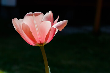 Pink tulip in sunlight in the spring garden.