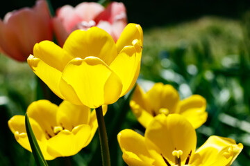 Yellow tulips in sunlight in the spring garden.