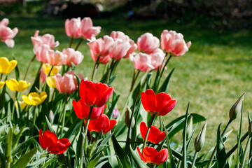 Pink, red and yellow tulips in sunlight in the spring garden.