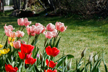 Pink, red and yellow tulips in sunlight in the spring garden.