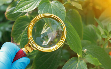 Plant diseases are conditions caused by pathogens such as fungi,bacteria,viruses,pests that...