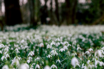 Field of snowdrops in a forest, spring wallpaper, awakening in nature