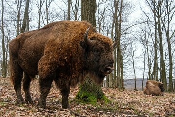 Massive male, a strong wild animal. European Bison Or Bison Bonasus, Also Known As Wisent Or European Wood Bison In Forest