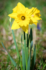 Daffodils at Easter time on a meadow. Yellow flowers shine against the green grass