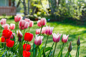 Pink and red tulips in sunlight in the spring garden.