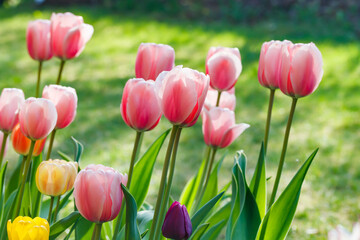 Pink and yellow tulips in sunlight in the spring garden.
