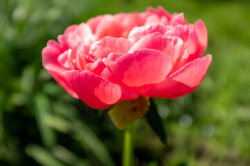 Pink peony bud on blurred green background at the sunny day. Vivid peony for publication, design, poster, calendar, post, screensaver, wallpaper, postcard, cover, website. High quality photo